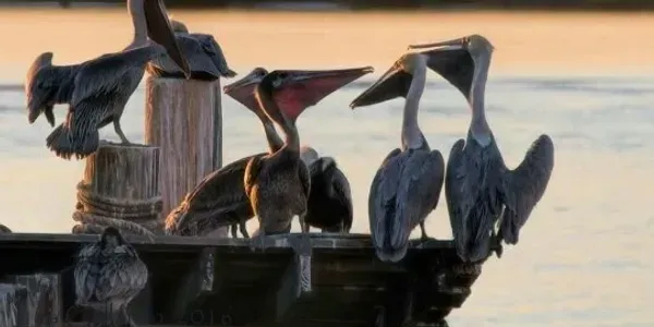 A group of pelicans are perched on a dock next to a body of water.