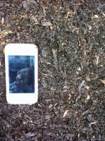 Avondale Bark & Topsoil, Chicken N' Chips