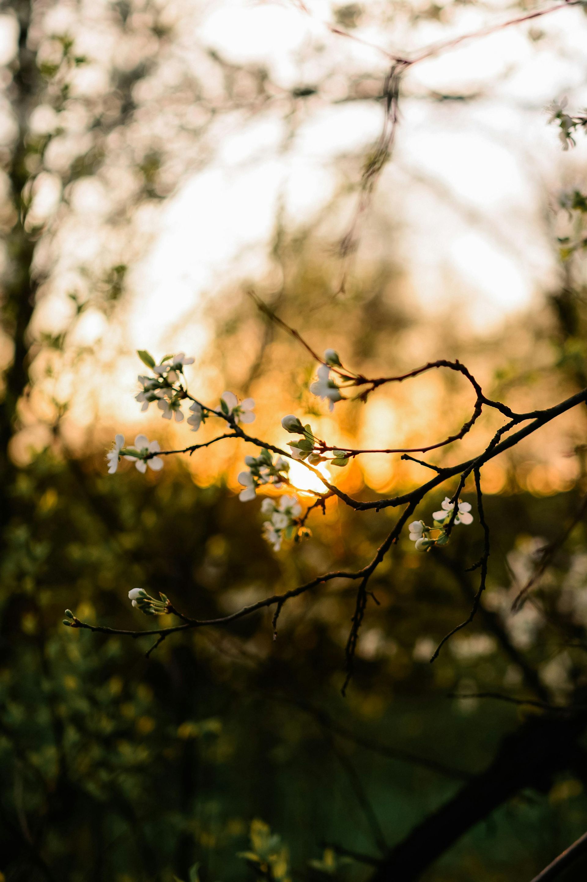 Snowy path lined with bare trees in Central Park. People walk on the snow-covered path.