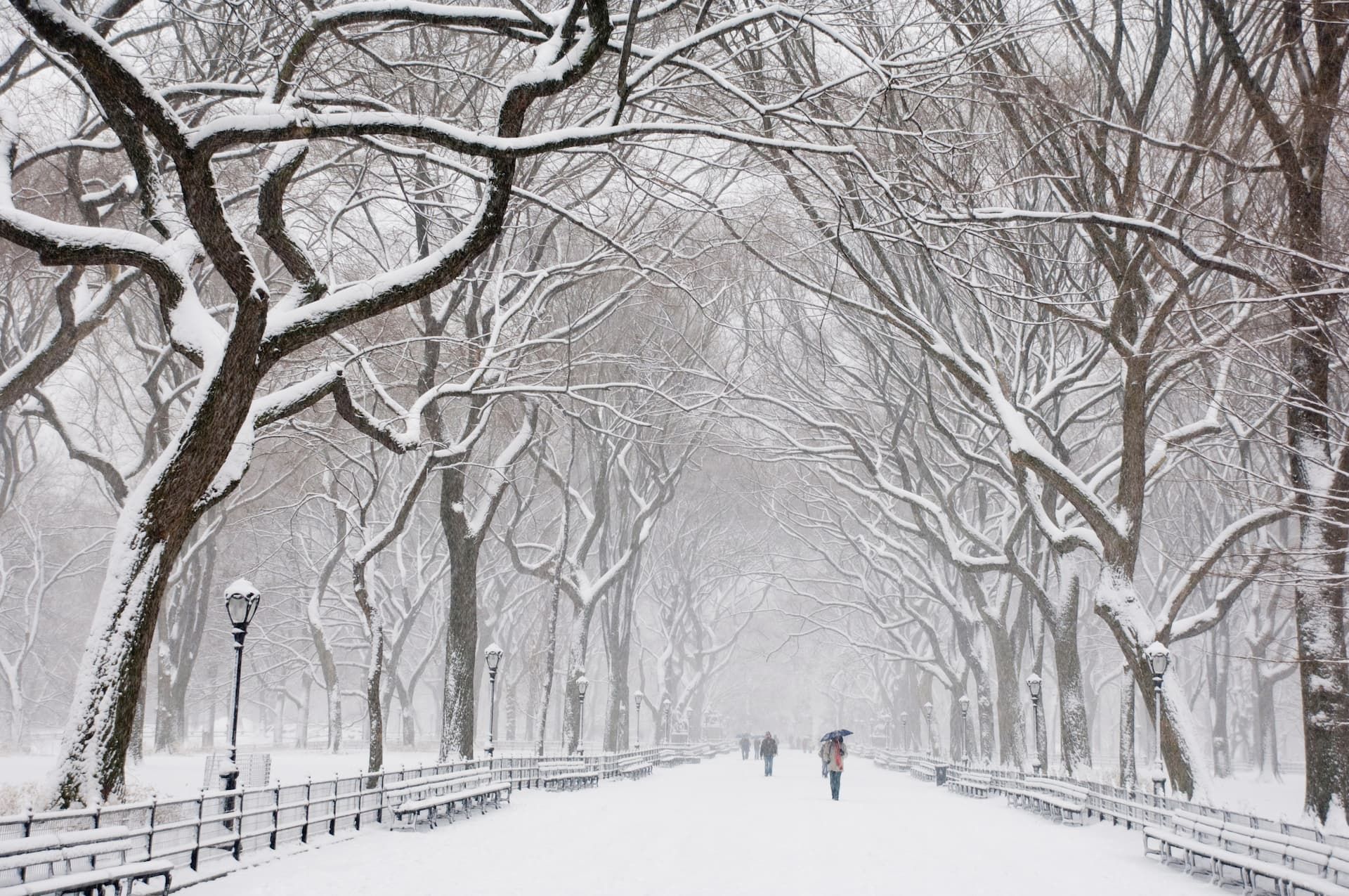 Snowy path lined with bare trees in Central Park. People walk on the snow-covered path.