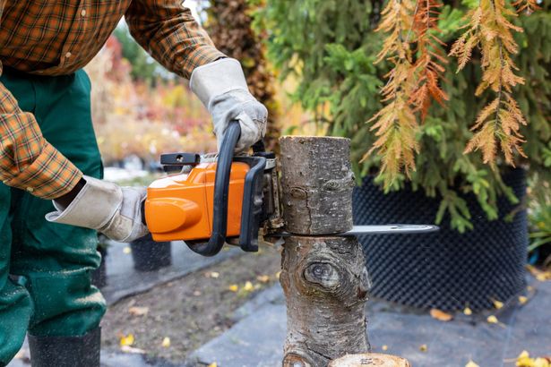 Person in gloves using an orange chainsaw to cut a tree stump outdoors.