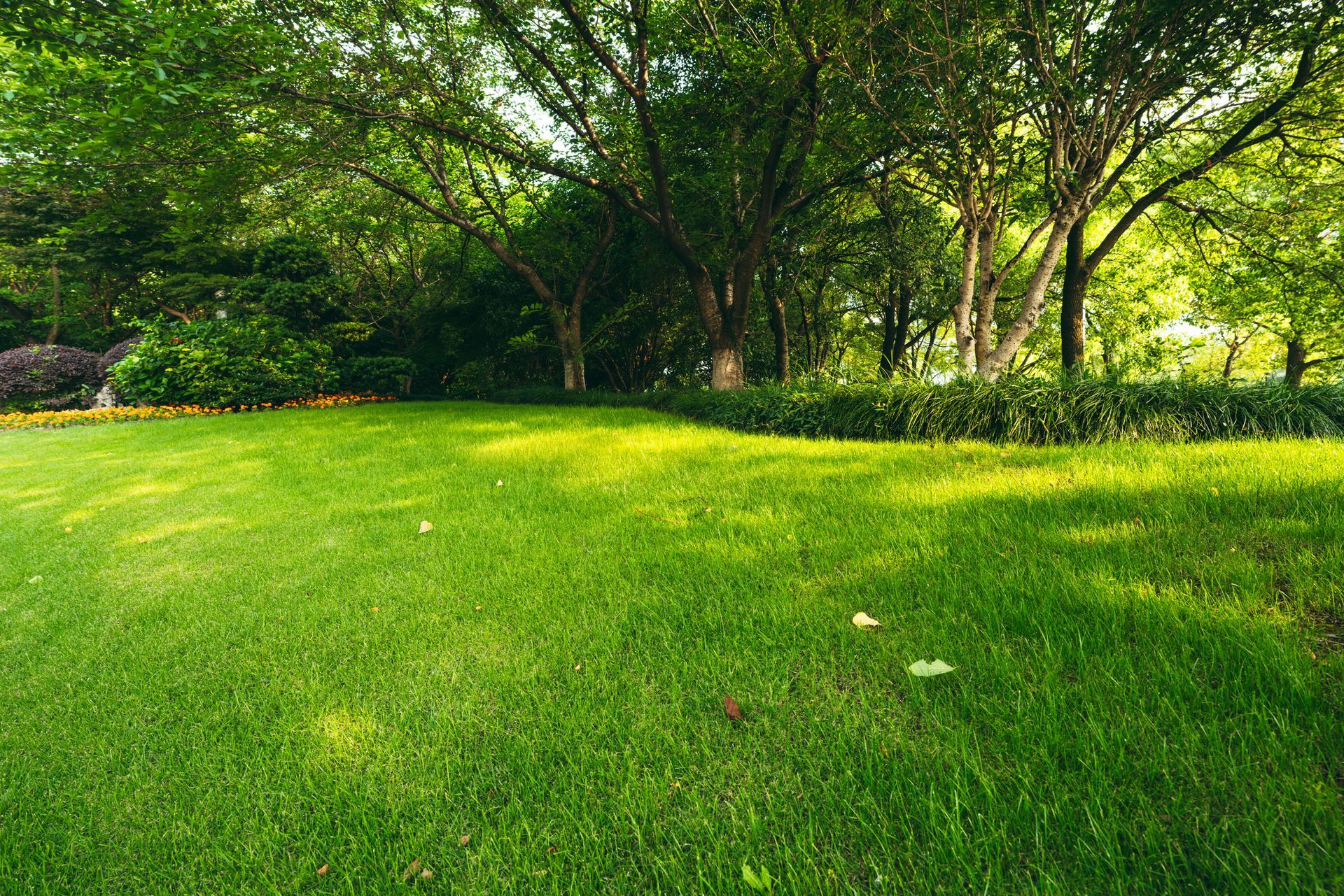 Lush green lawn with trees in the background, bathed in sunlight.