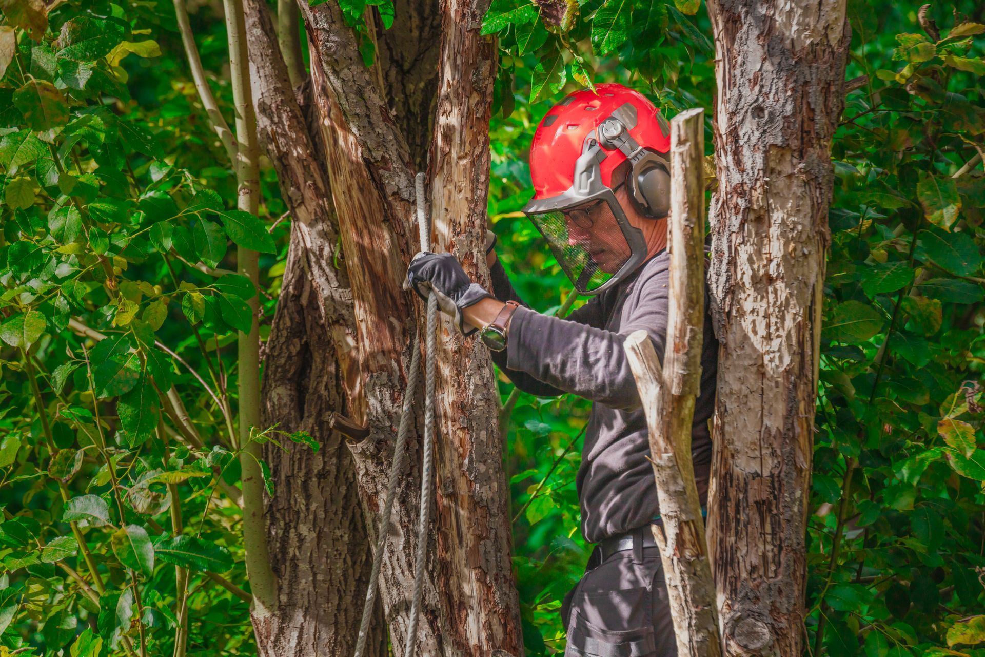 Arborist wearing a red helmet with face shield and ear protection, working on a tree in a forest. Arborist wearing a red helmet with face shield and ear protection, working on a tree in a forest.