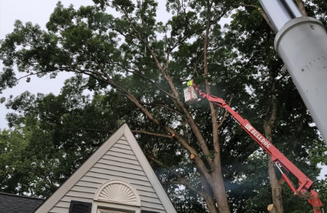 Tree trimming: A worker in a lift basket prunes a tree next to a house with gray shingles.