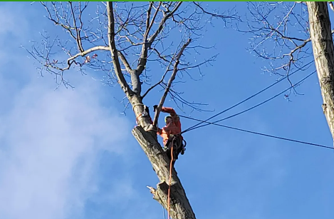 Arborist using a saw to cut a branch in a tall tree, blue sky background.