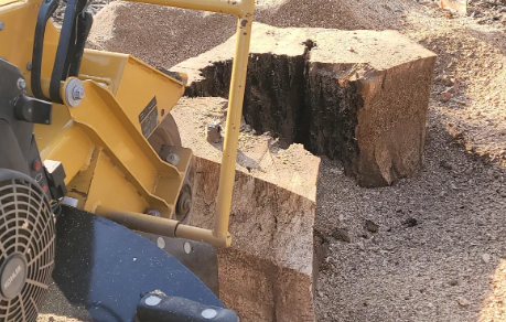 Yellow stump grinder grinding a large wooden stump into wood chips.