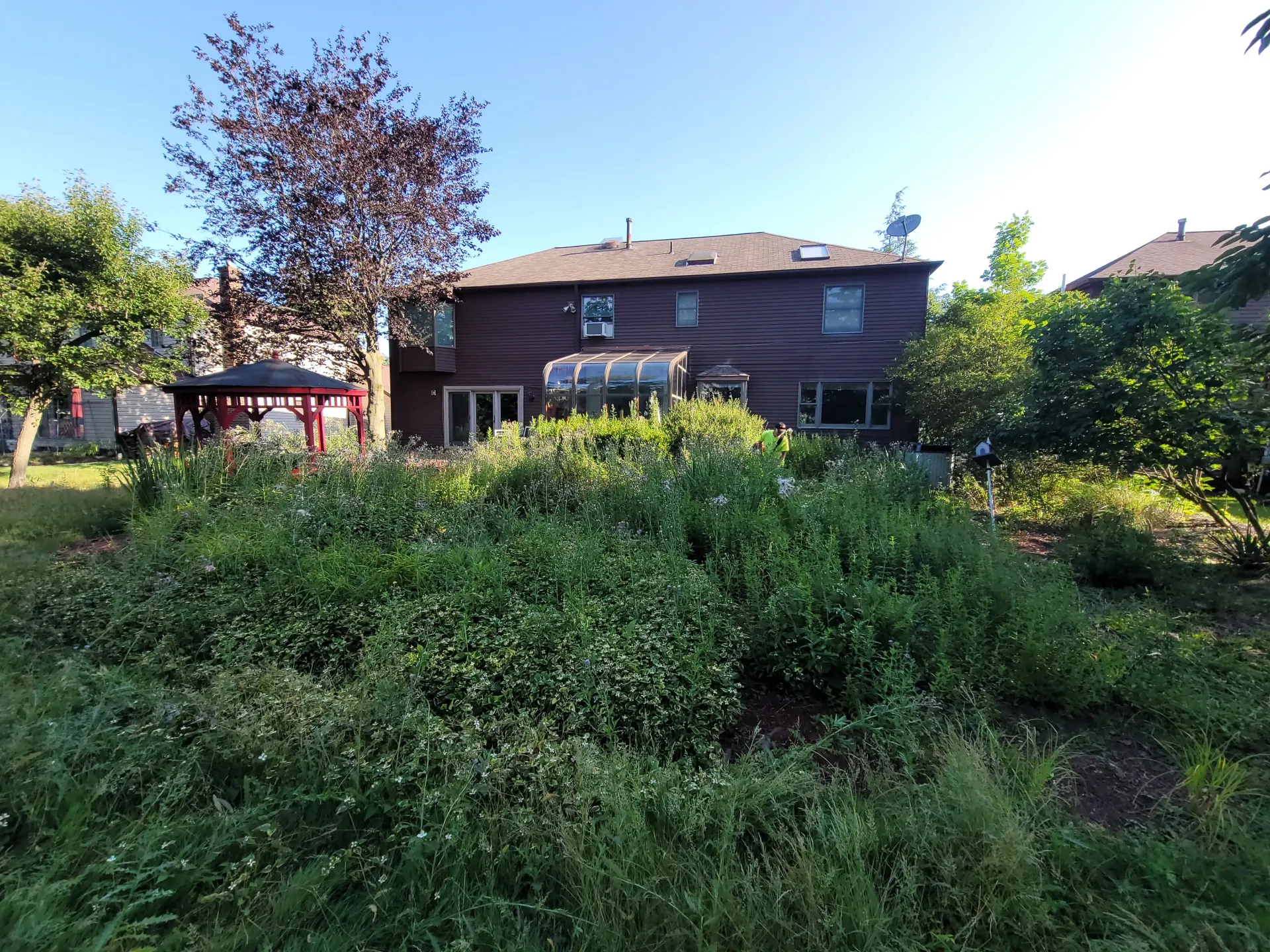 Overgrown backyard with a two-story brown house, a gazebo, and various trees and foliage under a blue sky.