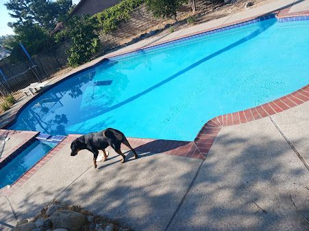 Black dog walks along the edge of a bright blue swimming pool on a sunny day.