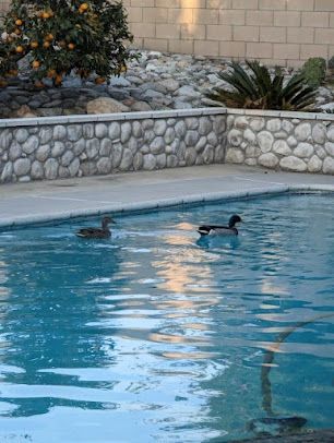 Two ducks swimming in a blue pool. A stone wall borders the pool; an orange tree and a palm tree are nearby.