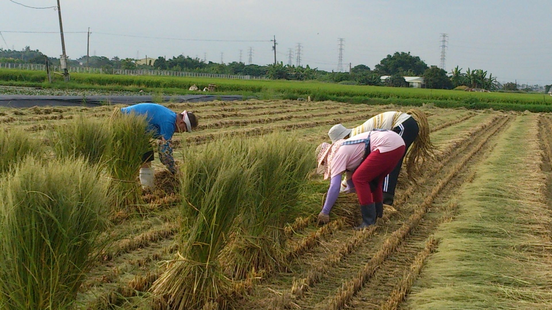一群人正在田裡工作。