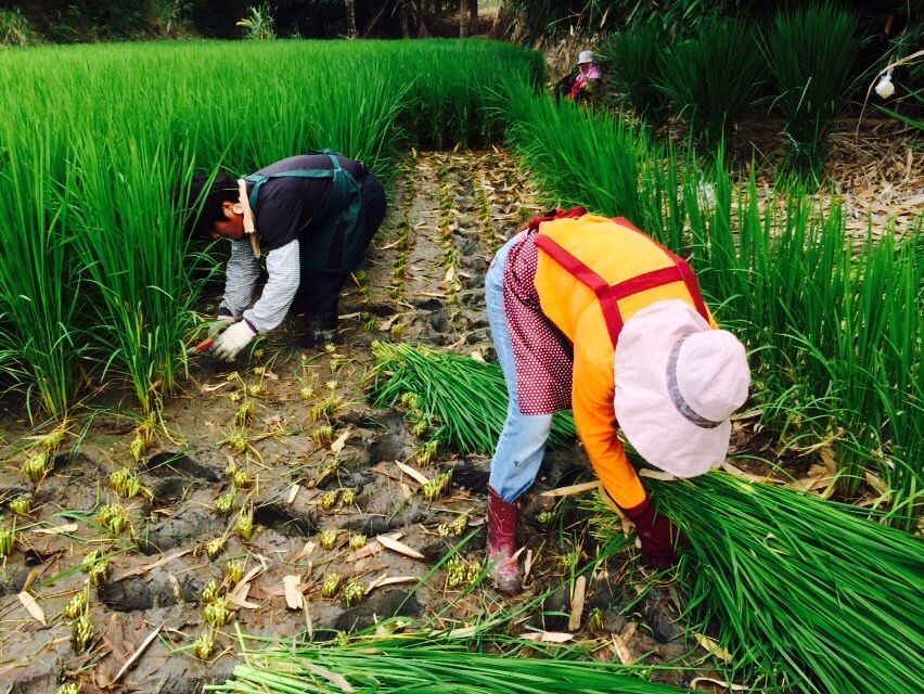 兩個人正在一片綠色植物田裡工作。