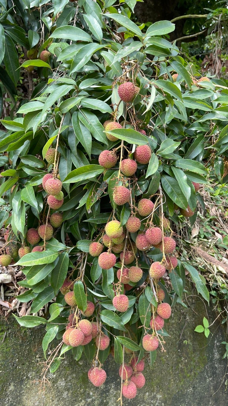 2026日本宅配 台灣荔枝 ライチ