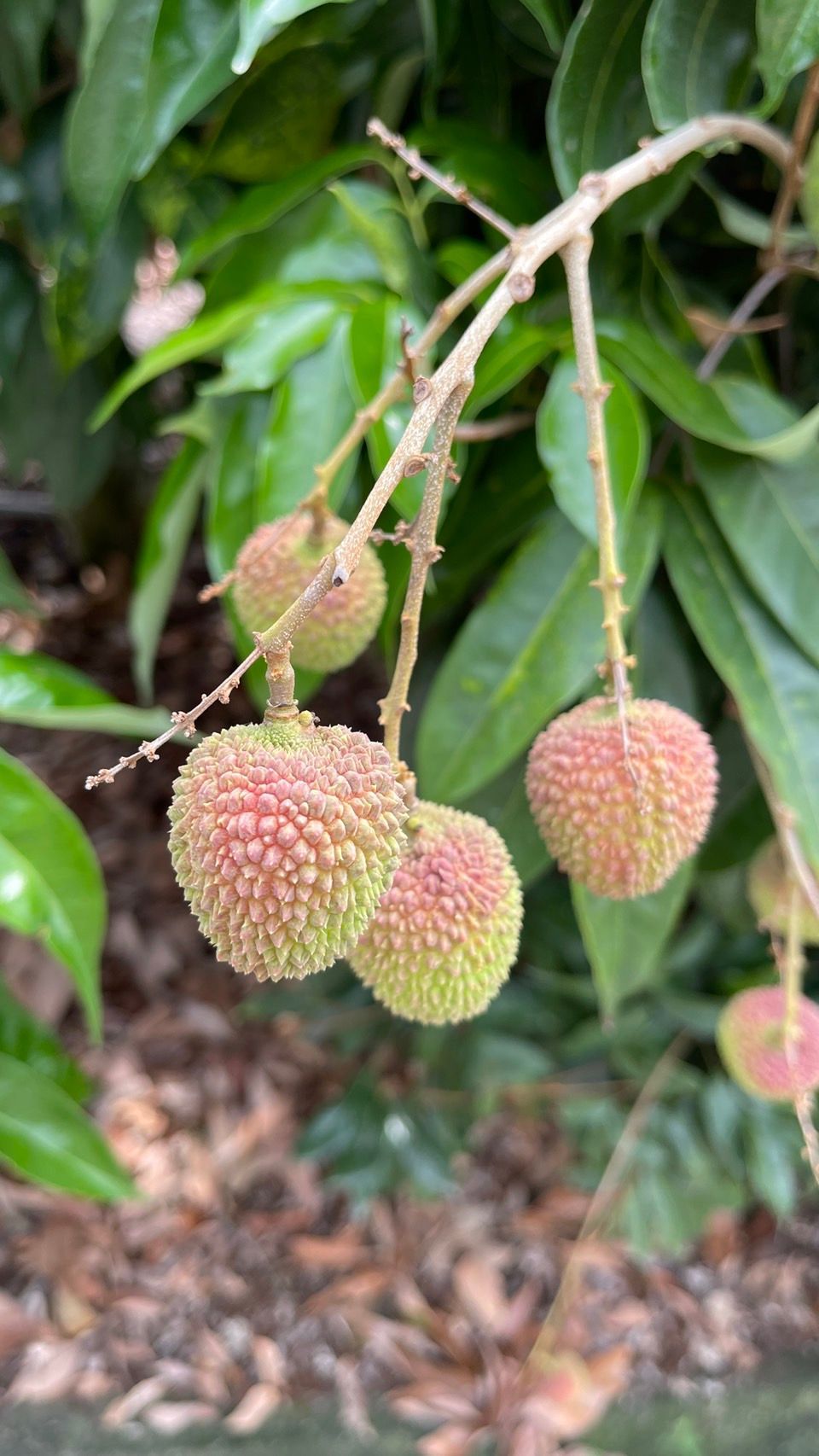 2026日本宅配 台灣荔枝 ライチ