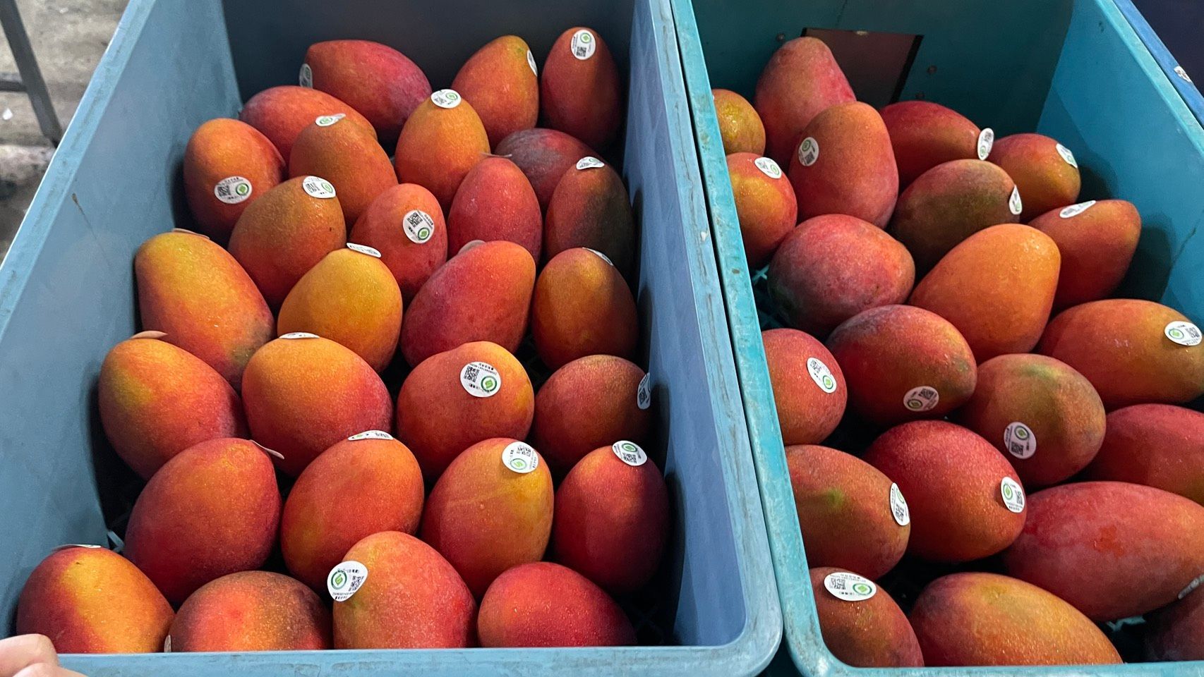 2026日本宅配 愛文芒果禮盒 アップルマンゴー