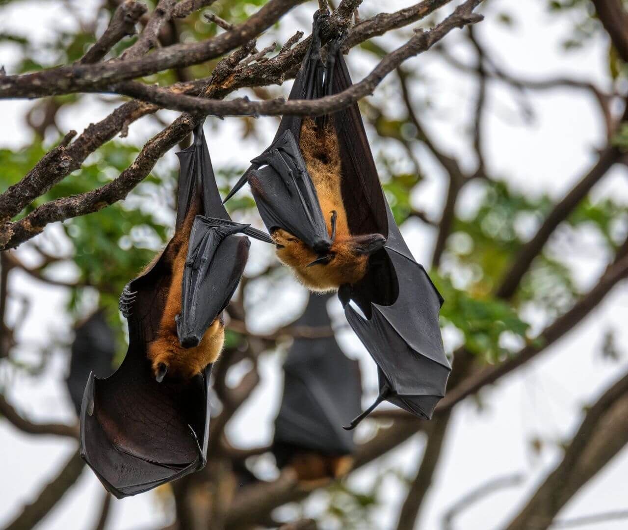 Летучие мыши в небе. Indian flying fox adopt me. Indian flying fox adopt me. Крылановые. Indian flying fox adopt me.