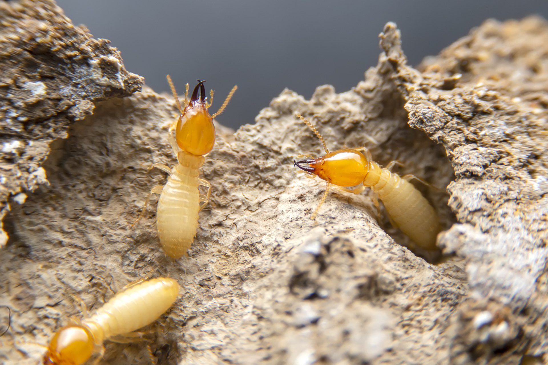Termites — Wagga Wagga, NSW — Terminate Pest Control