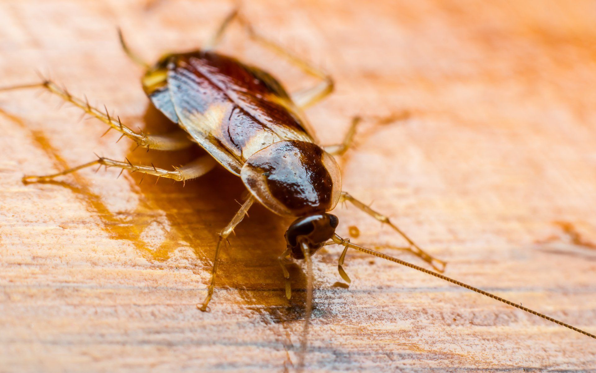 Cockroach — Wagga Wagga, NSW — Terminate Pest Control