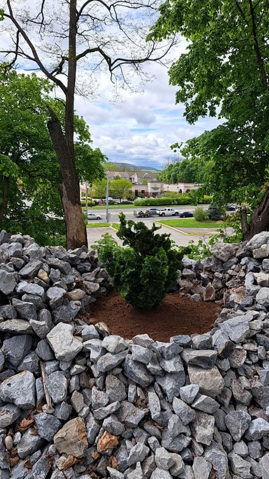 A green shrub in a rock-lined garden bed