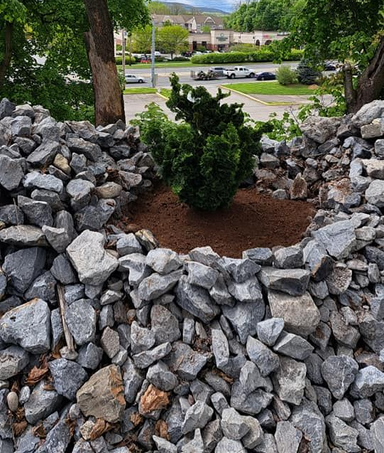 Pile of rocks next to a potted evergreen tree