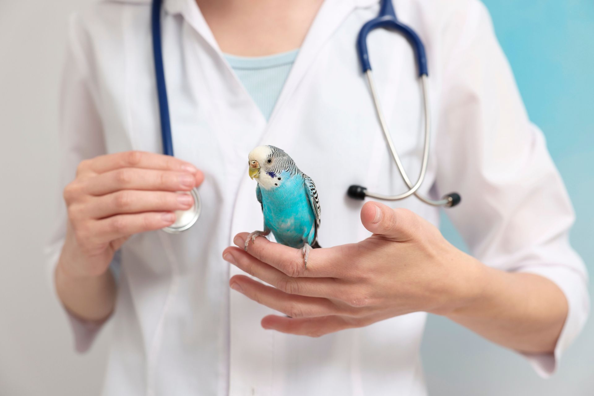 A female doctor is holding a blue parakeet in her hands.
