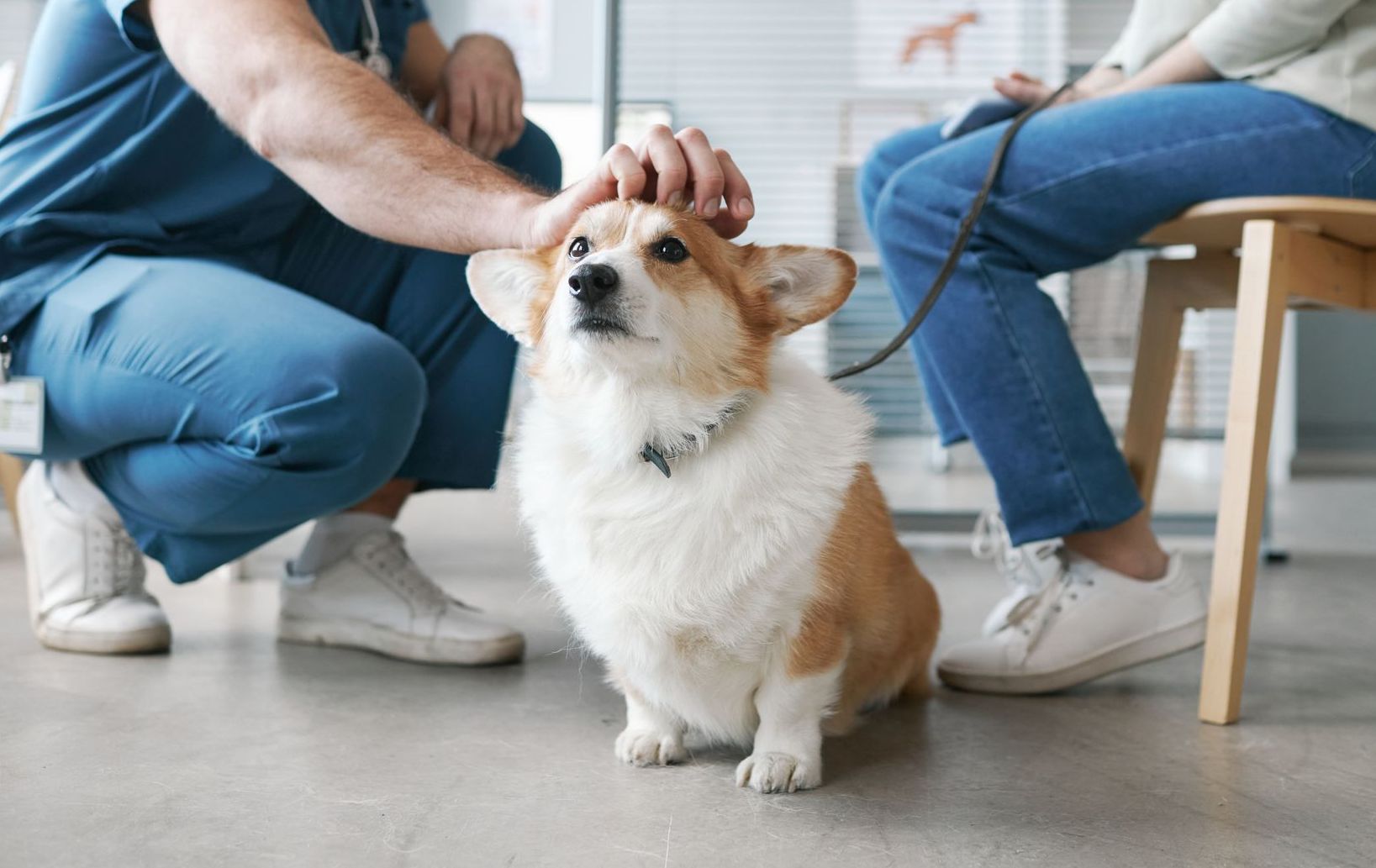 A dog is being examined by a veterinarian in a veterinary clinic.