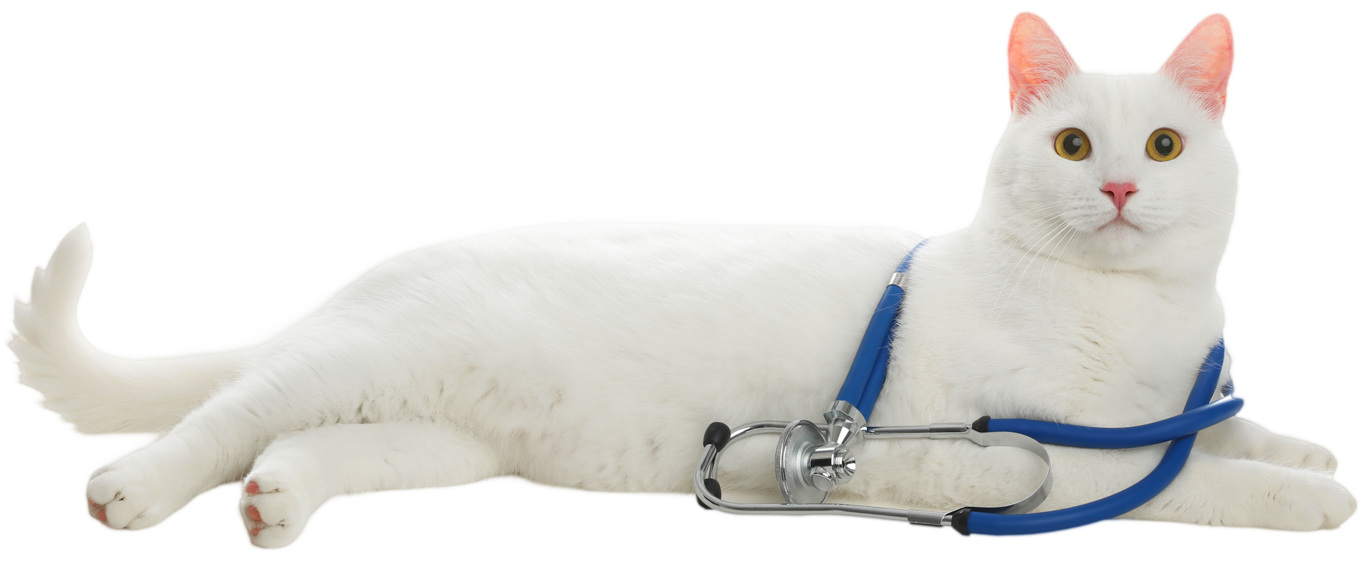 A white cat is laying down with a stethoscope around its neck.