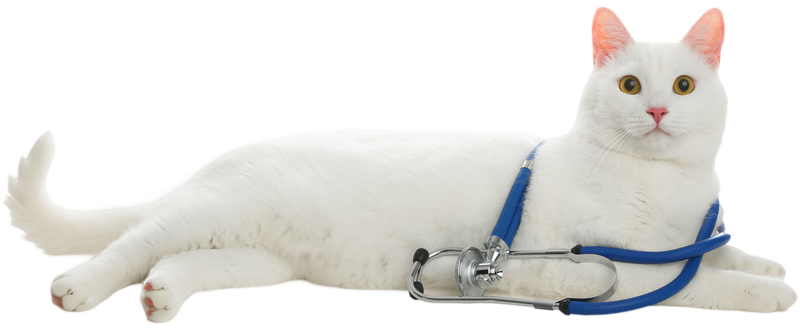 A white cat is laying down with a stethoscope around its neck.