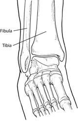 A black and white drawing of the bones of the ankle and foot.