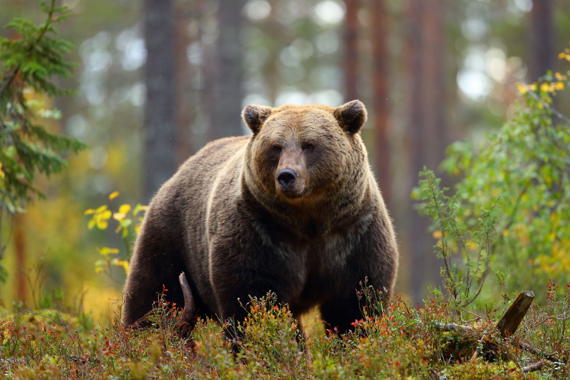 Brown bear standing in a forest, looking directly at the viewer. The bear is surrounded by foliage and trees.