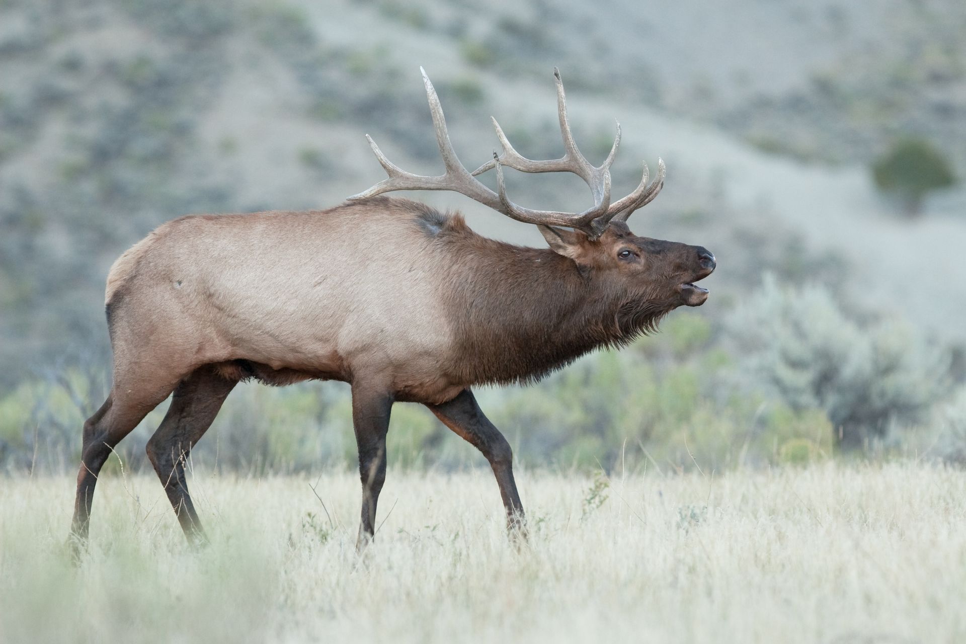 A large elk with antlers walks across a grassy field, bugling, with a blurred hillside in the background.