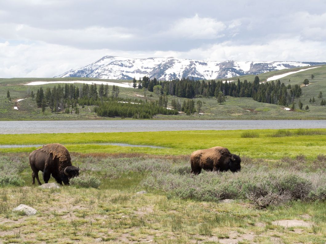 Two bison graze in a grassy field near a lake, with a snow-capped mountain in the background. Cloudy sky.