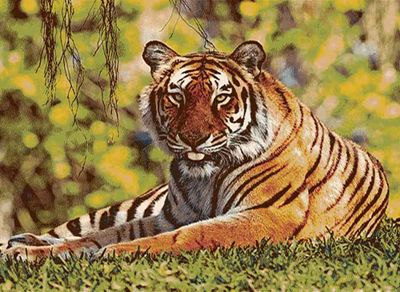 تابلو فرش ماشینی - 700 شانه - 10 رنگ - اندازه 70*100 - کد 128