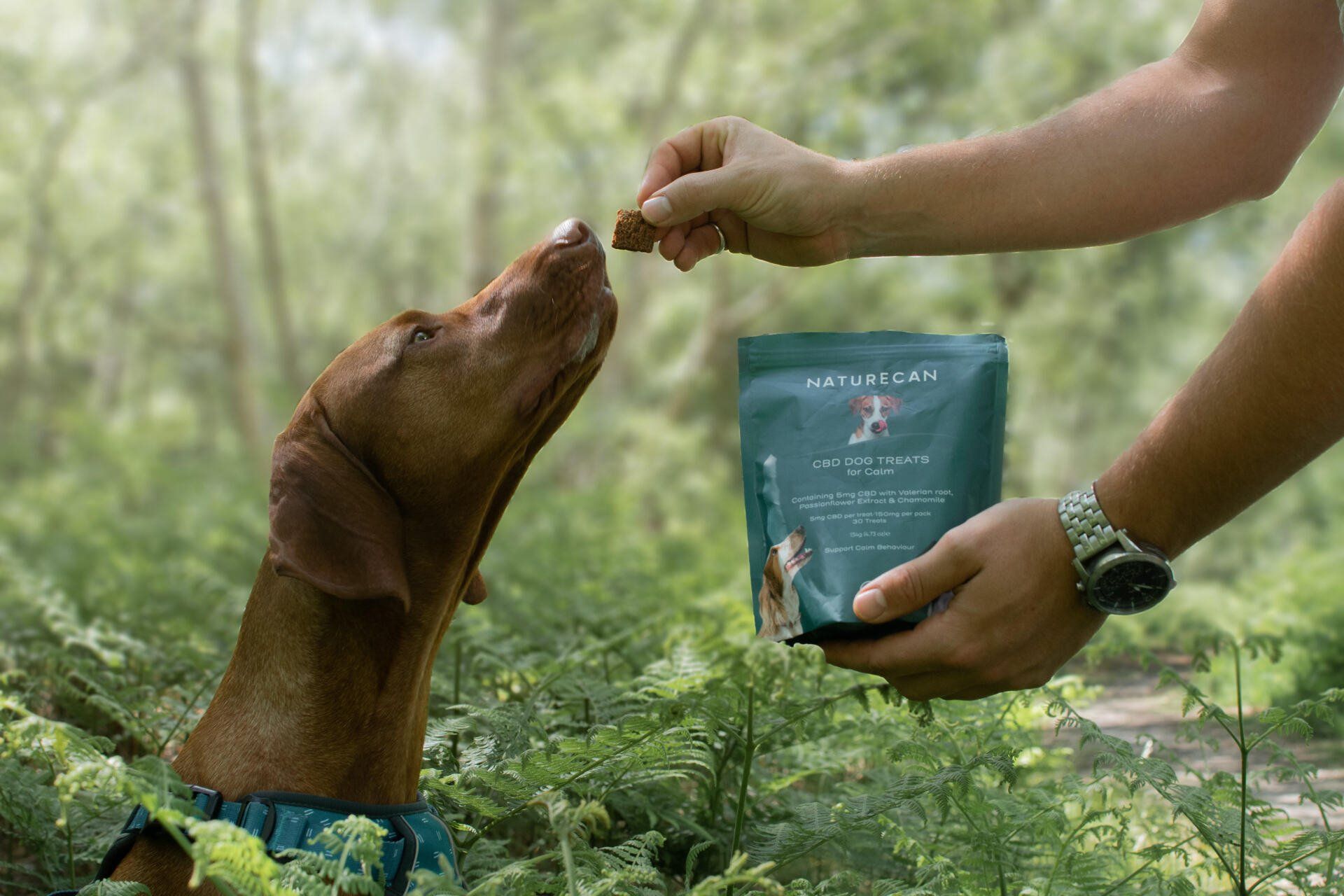 hungarian vizsla taking Naturecan CBD treat from owner weating a Twiggy Tags Adventure Harness