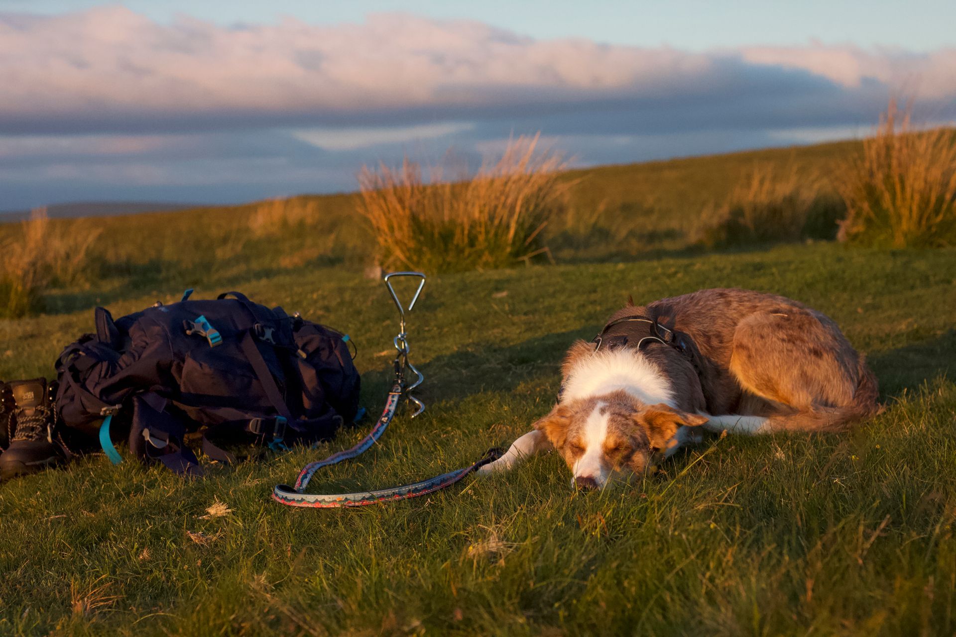 sunset image of the brecon beacons with a dog tied out to a camping stake, tethered with twiggy tags trailfinder multi-way lead next to camping backpack on mountain adventures