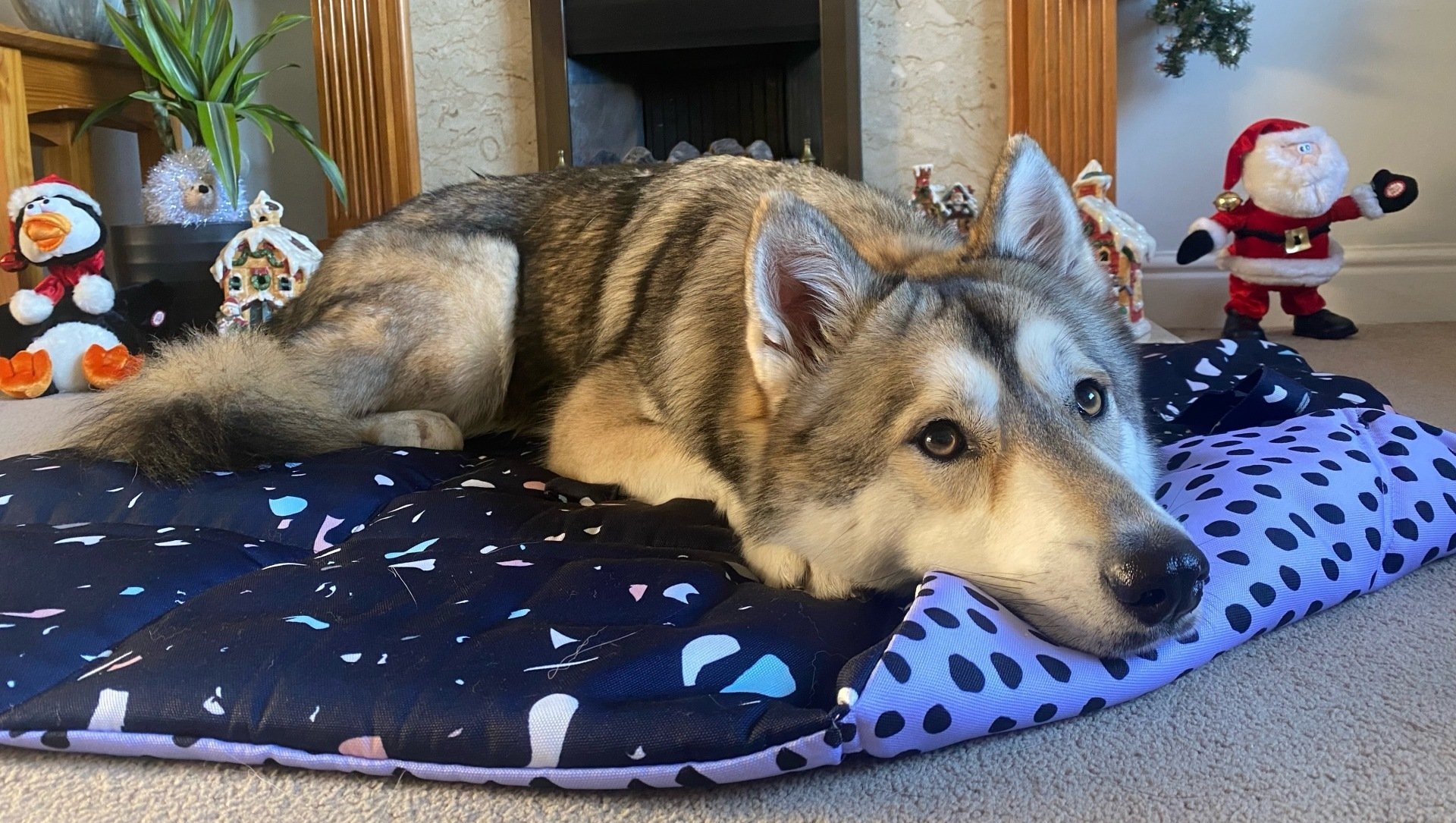 Large Wolfdog settled on Twiggy Tags Adventure Mat relaxing in front of fireplace