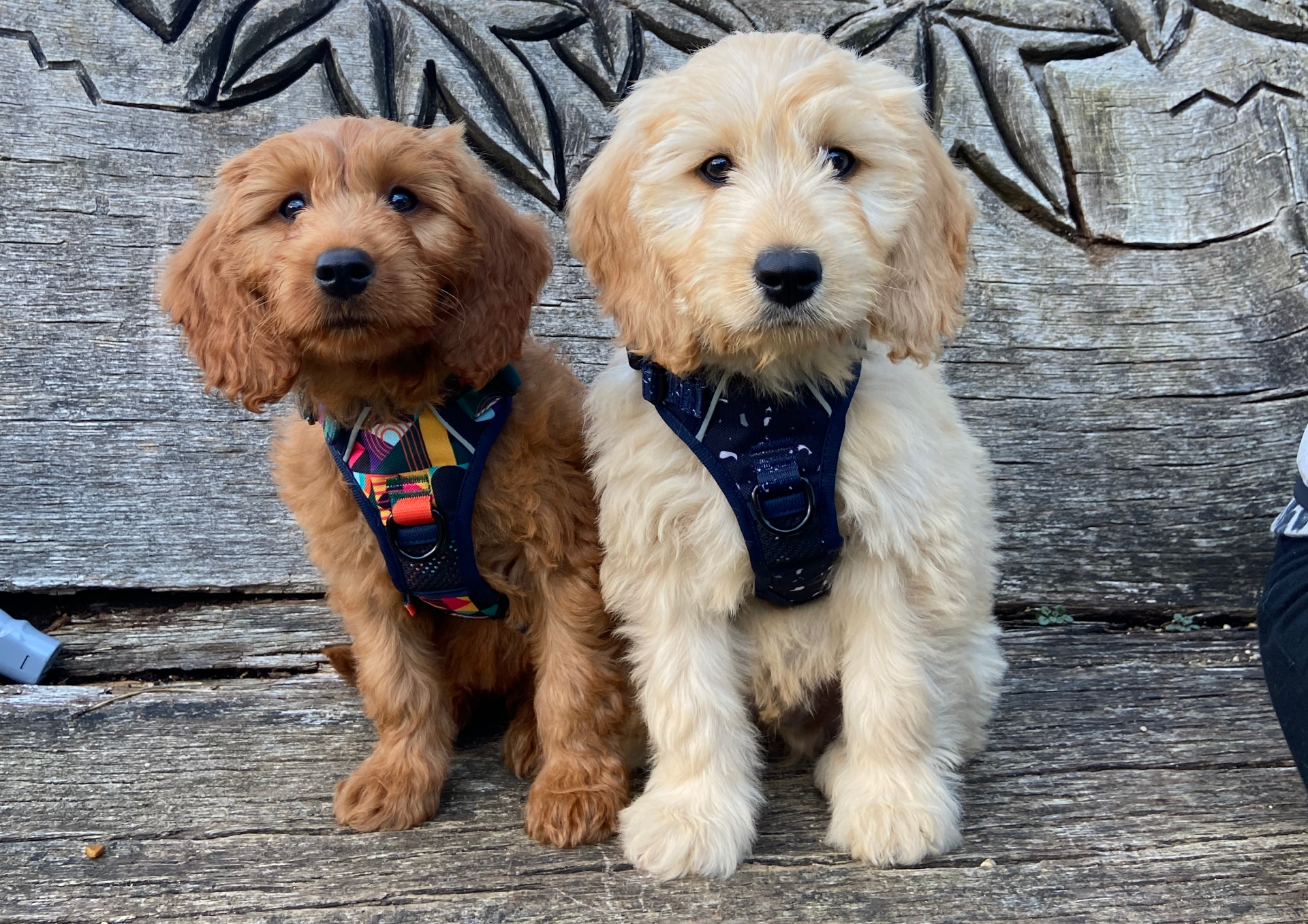 two labradoodle puppies in twiggy tags adventure harnesses