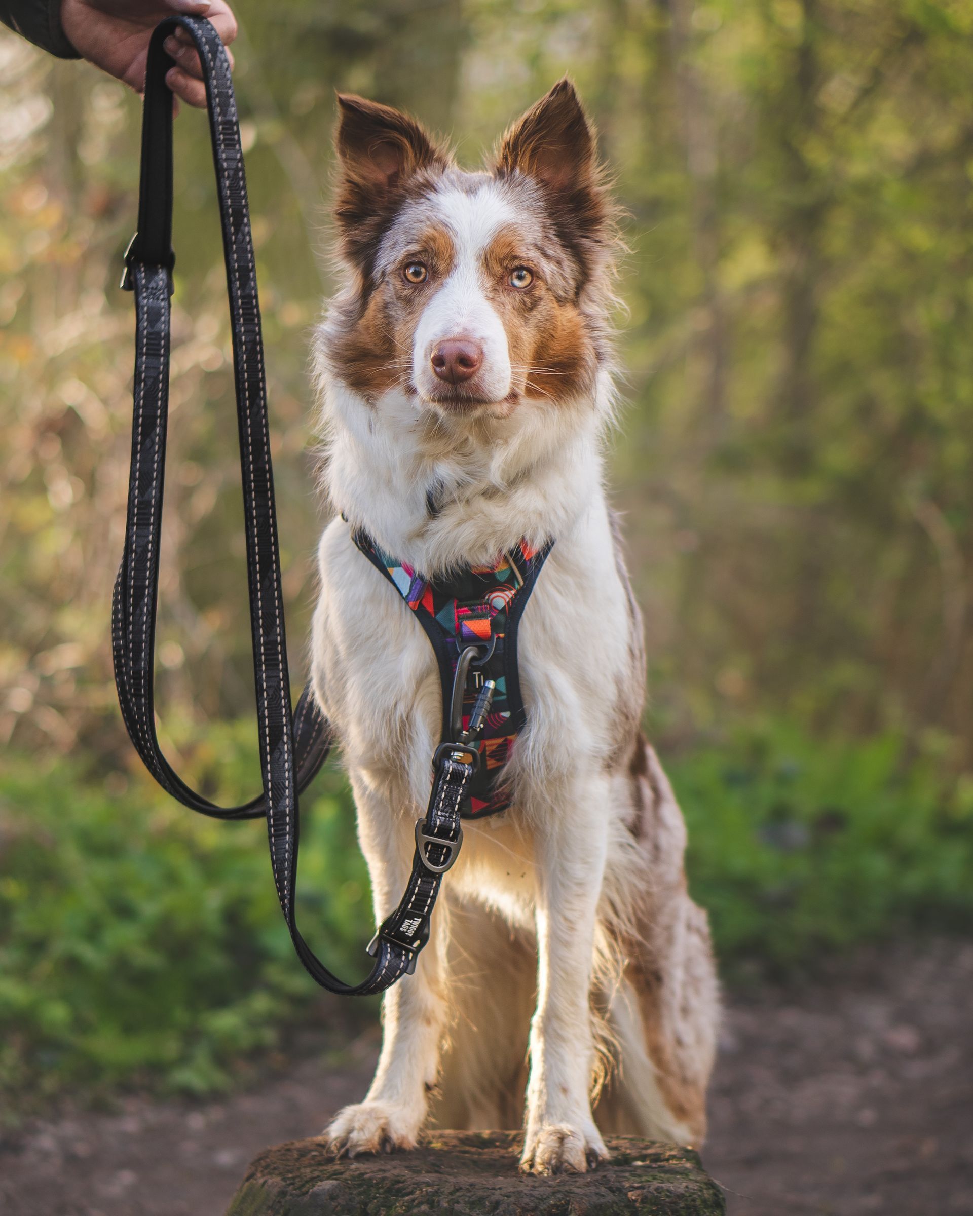red merle border collie with twiggy tags adventure harness and twiggy tags multi-way lead clipped to the front and back of harness for training