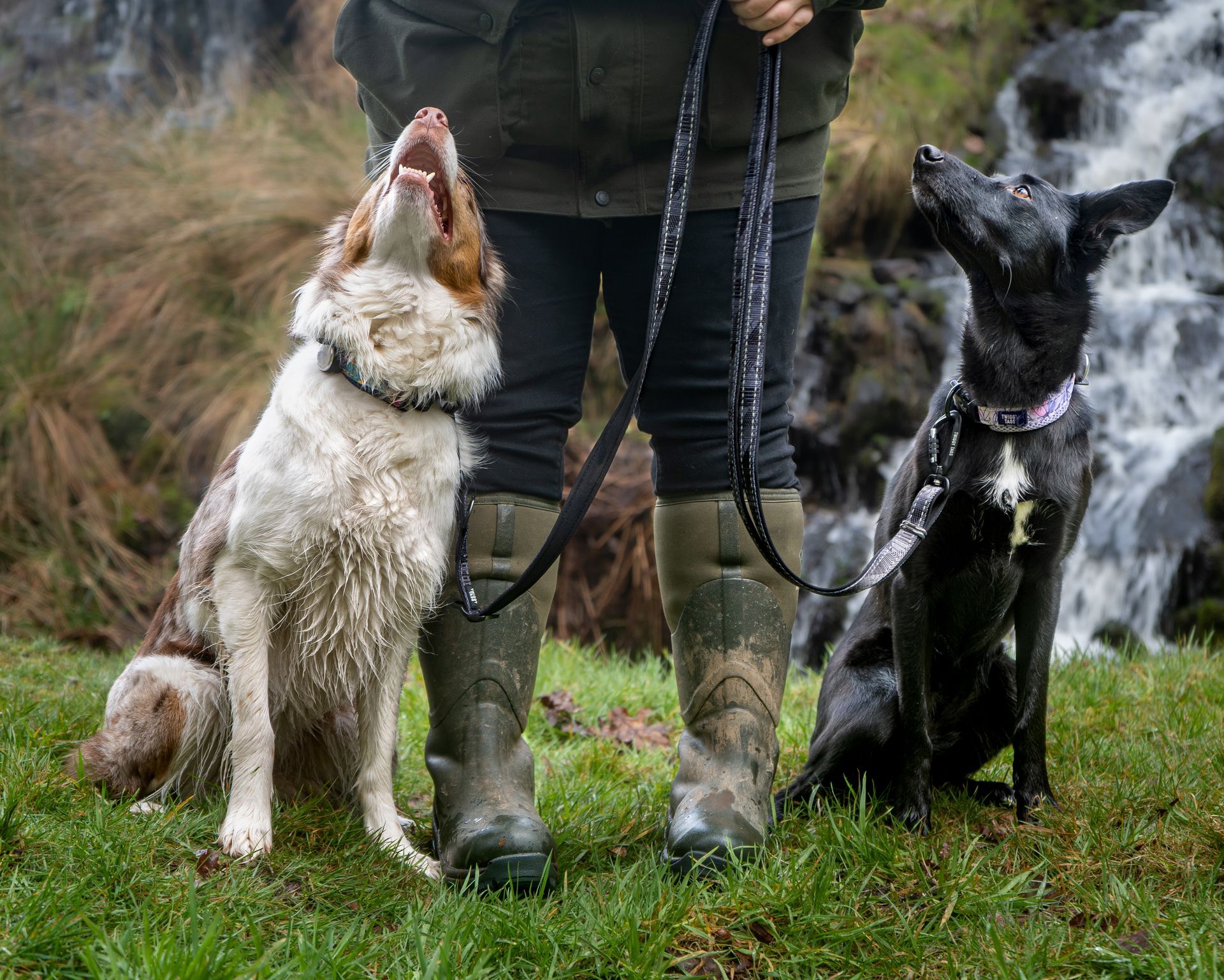 two dogs clipped onto one twiggy tags trailfinder multi-way lead in onyx. red merle border collie and black kelpie cross looking up at their owner in twiggy tags adventure collars
