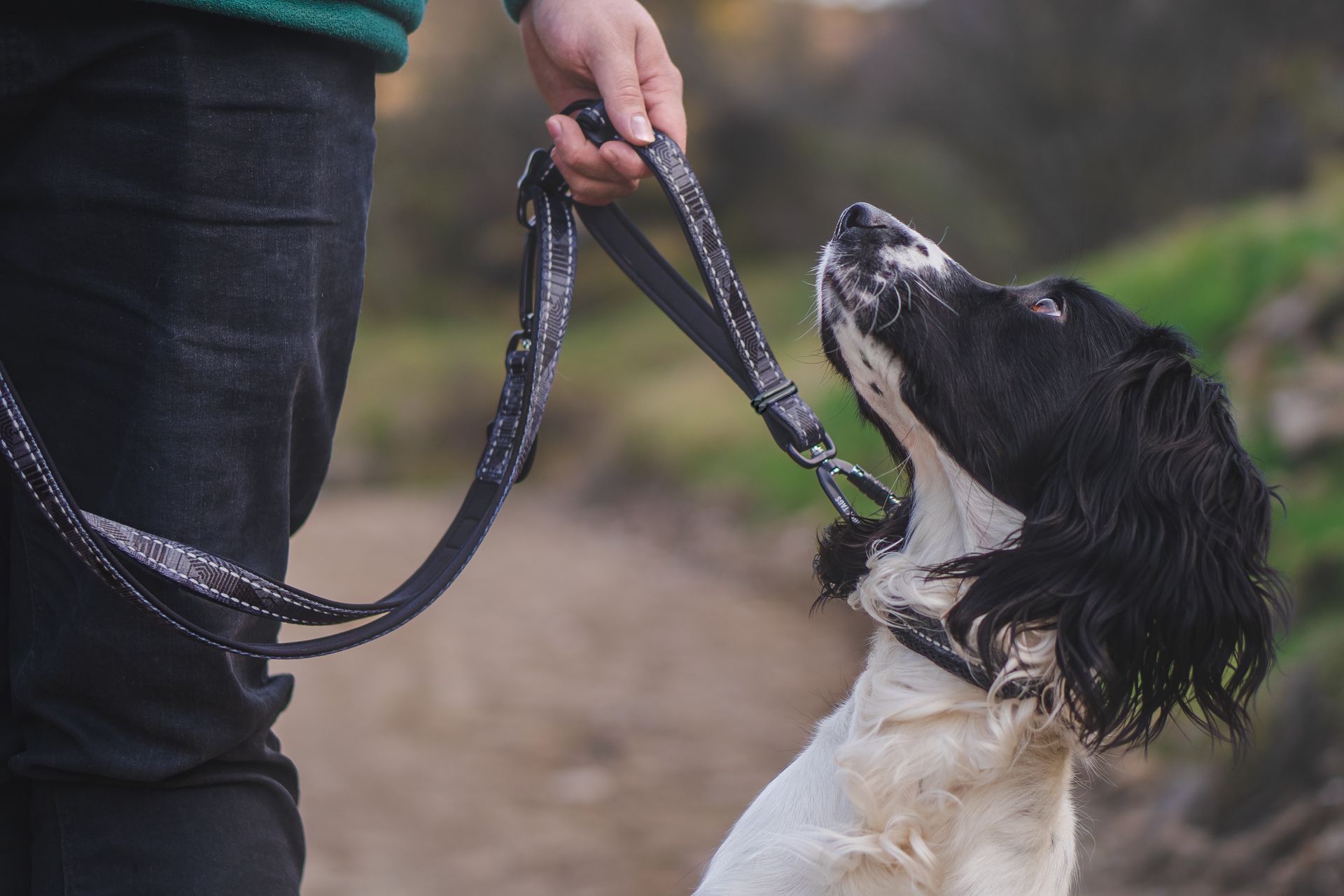 black and white springer spaniel with twiggy tags petrichor adventure collar and twiggy tags trailfinder multi-way lead in onyx with a close control handle