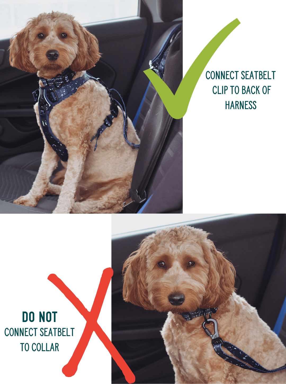 labradoodle image guide showing that a twiggy tags seatbelt should be attached to harness and not collar