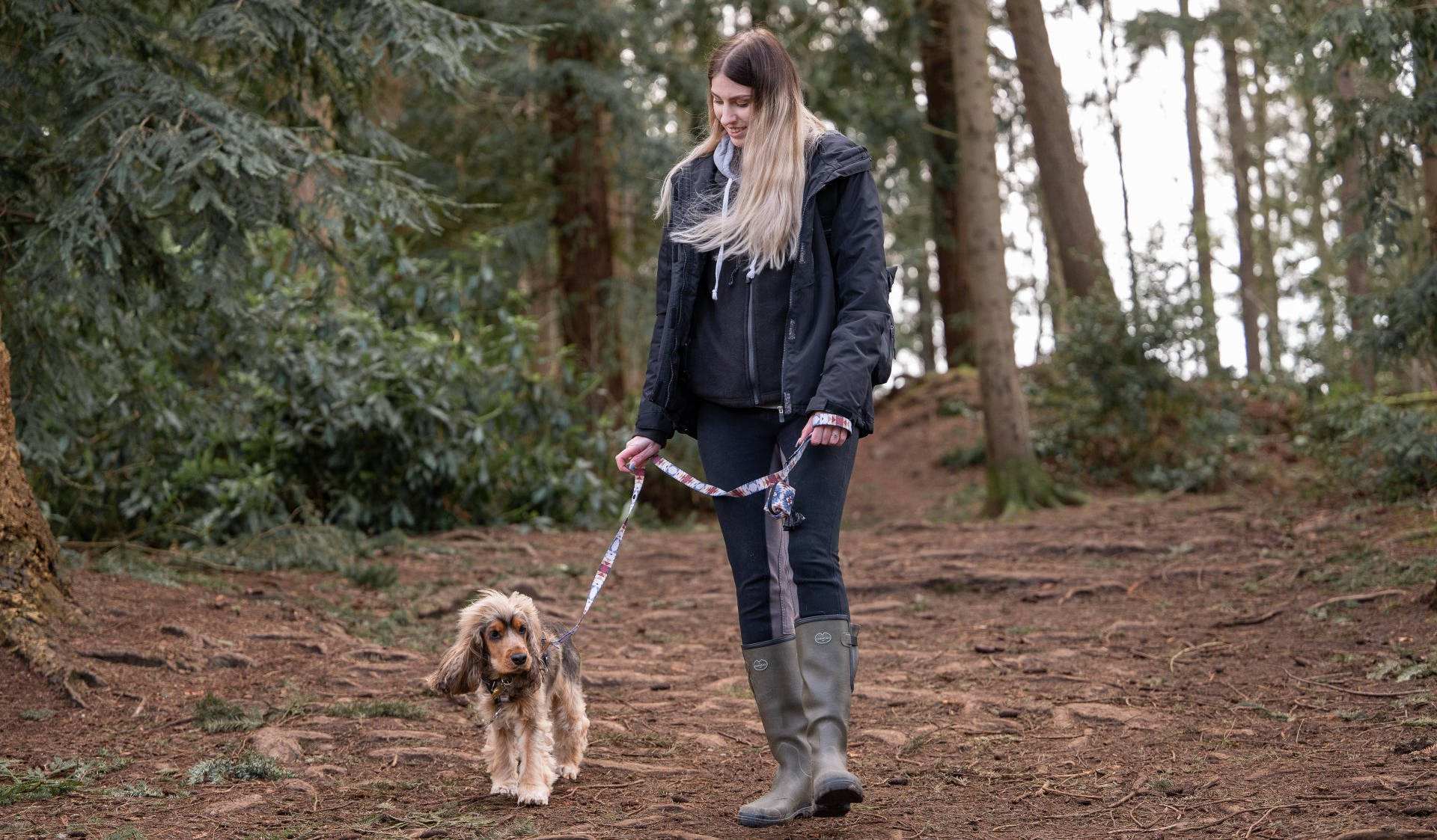 dog owner walking cocker spaniel with twiggy tags lead and harness