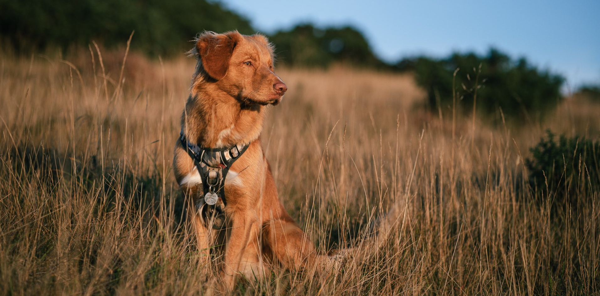 duck tolling retriever in the scottish countryside in twiggy tags adventure harness