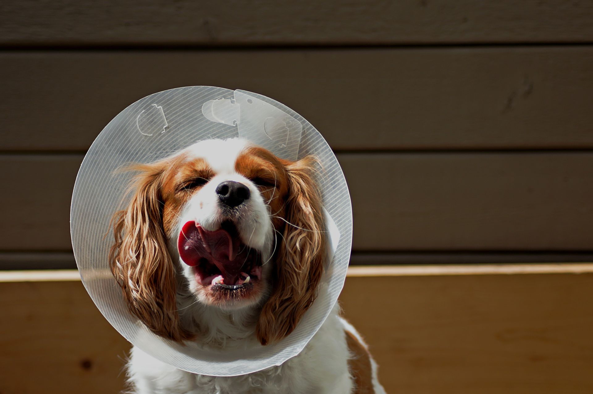 king charles cavalier spaniel with cone on head at vets