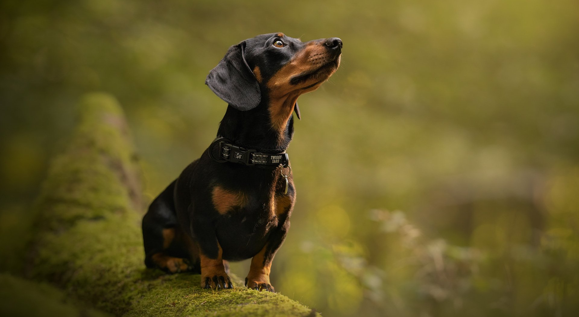 miniature dachshund sausage dog in twiggy tags adventure collar and twiggy tags ID tag