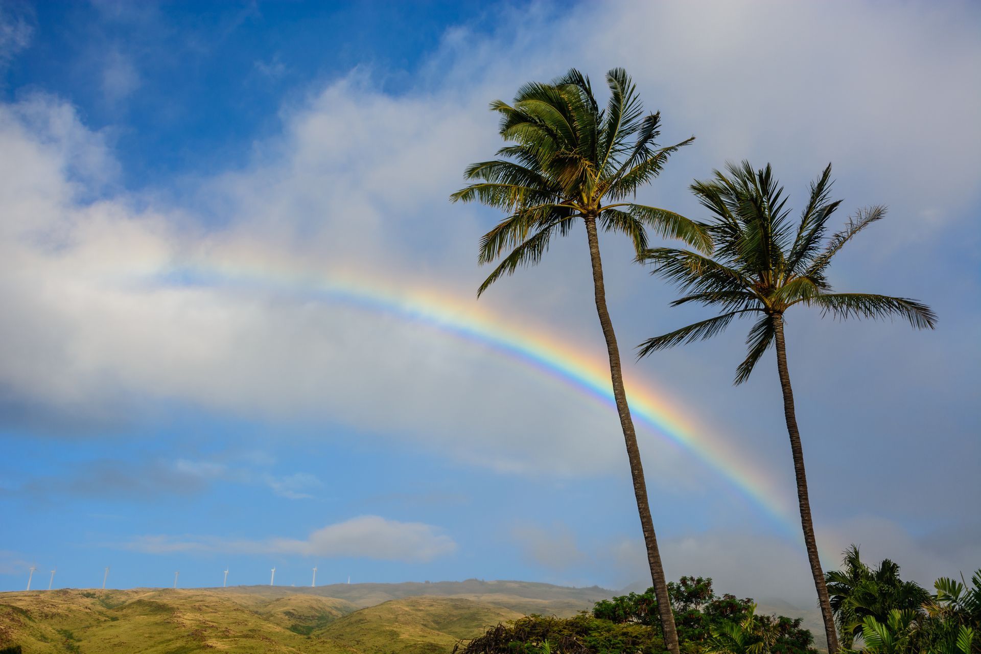A rainbow is visible between two palm trees