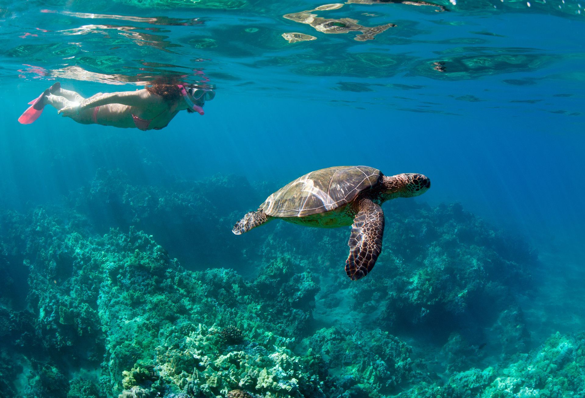 A woman is swimming with a turtle in the ocean