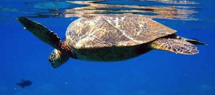 A green sea turtle is swimming in the ocean