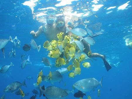 A man is swimming with a bunch of fish in the ocean