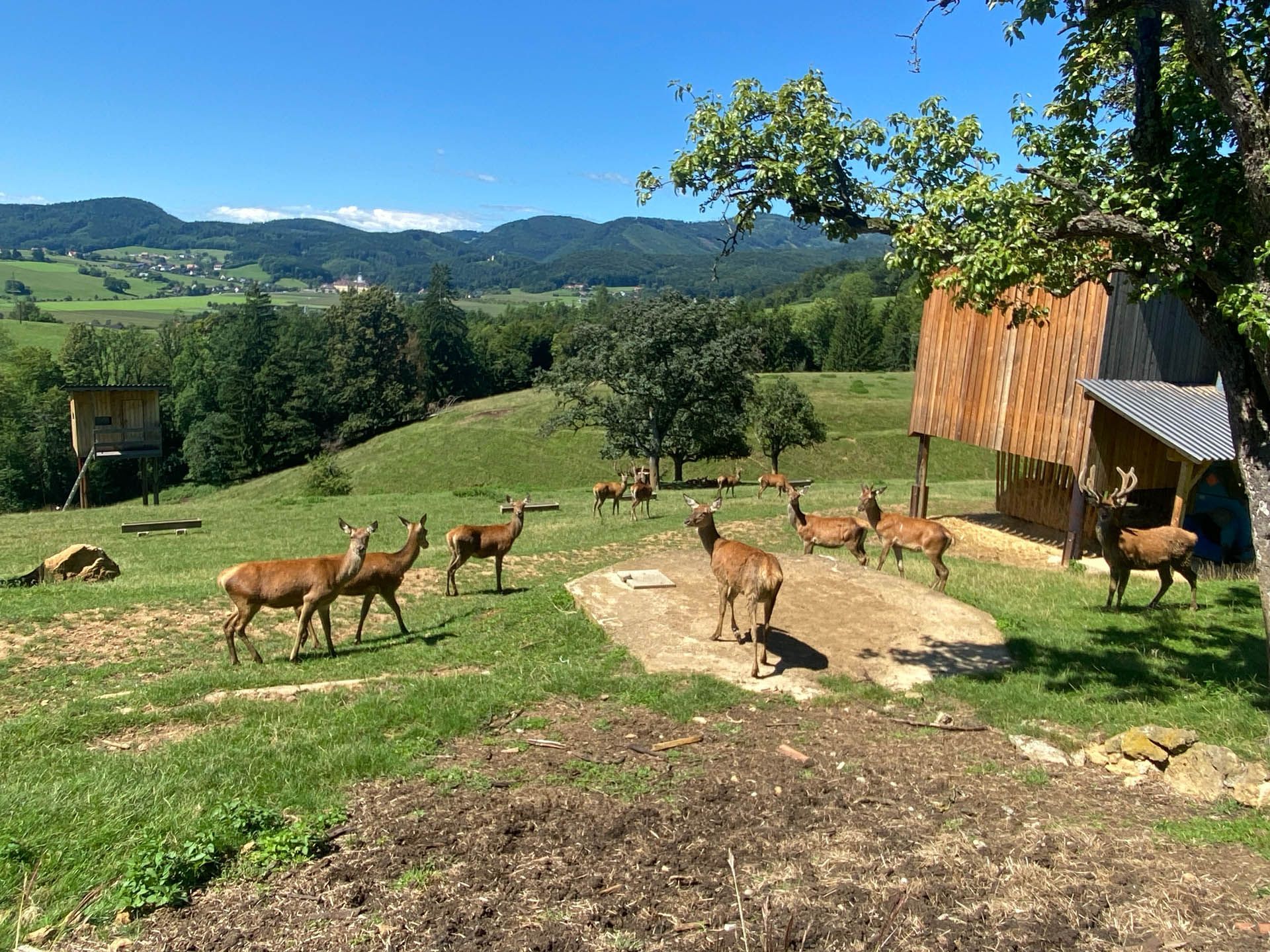 Hirsche grasen auf einer grasbewachsenen Wiese mit einem hölzernen Unterstand, Bäumen und sanften Hügeln unter blauem Himmel.
