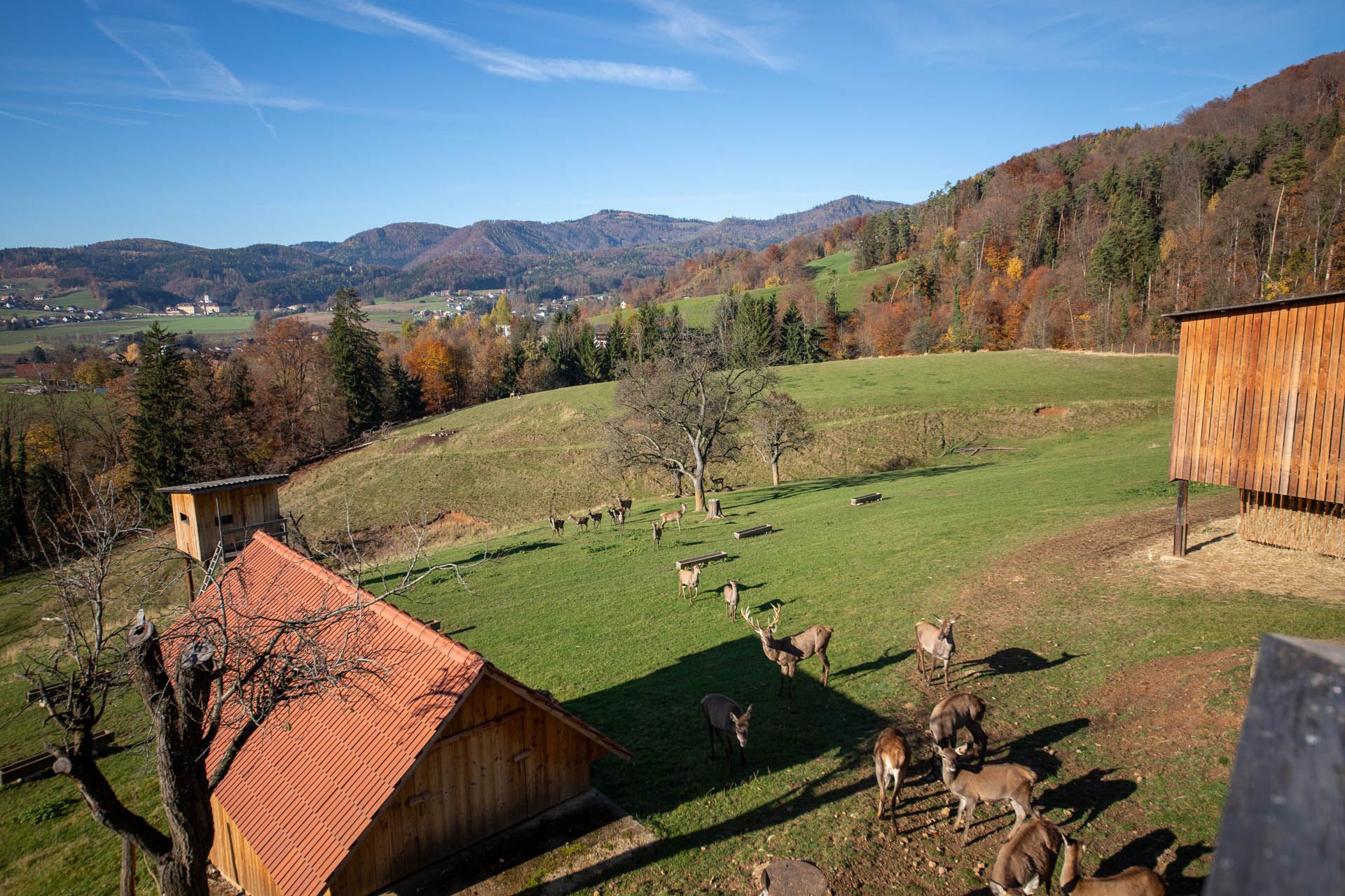 Hirsche grasen auf einer Wiese, im Hintergrund erhebt sich ein bewaldeter Hügel. Holzkonstruktionen und Herbstlaub runden das Bild ab.